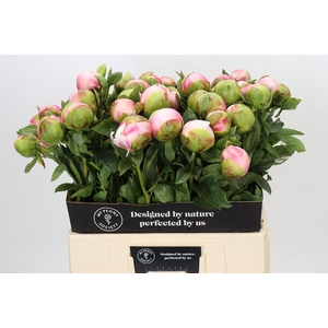 Paeonia Colonel Owen Cousins
