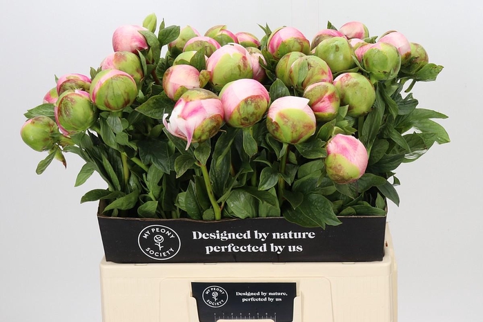 Paeonia Colonel Owen Cousins