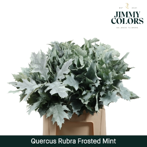 <h4>Quercus Rubra L60 Klbh. Frosted Mint</h4>
