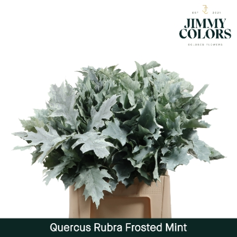 <h4>Quercus Rubra L60 Klbh. frosted mint</h4>