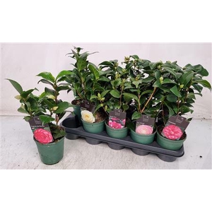 Camellia Japonica 10+