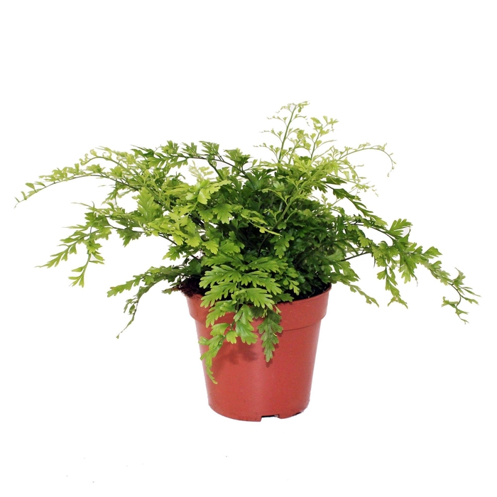 <h4>Asplenium Bulbiferum 'Suze' - clump</h4>