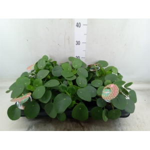 Pilea peperomoides