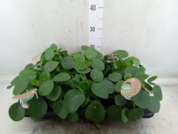 <h4>Pilea peperomoides</h4>