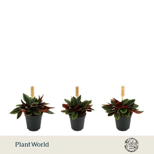 Peperomia Rosso mini
