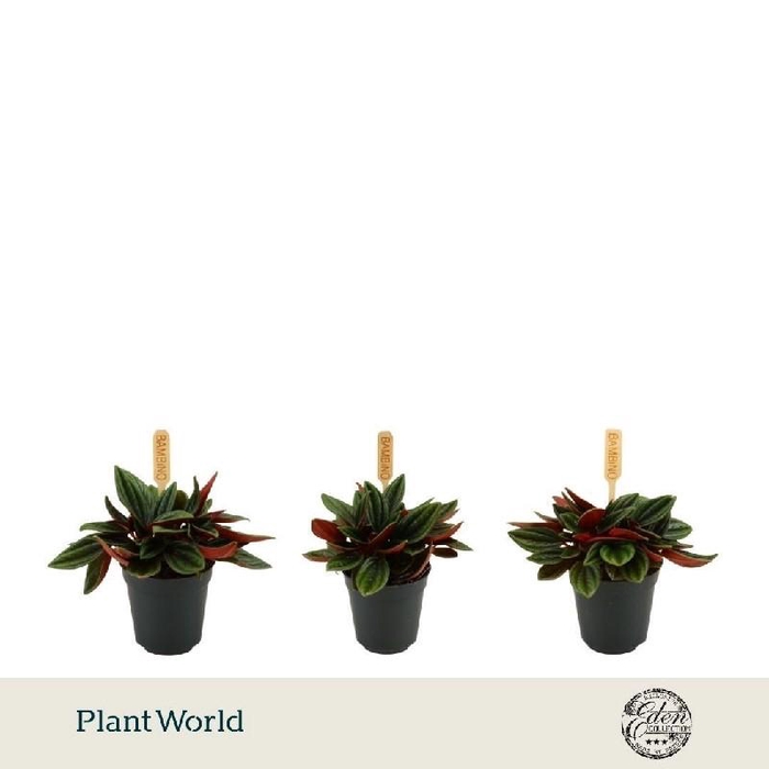 <h4>Peperomia Rosso mini</h4>