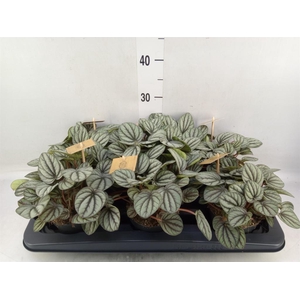 Peperomia