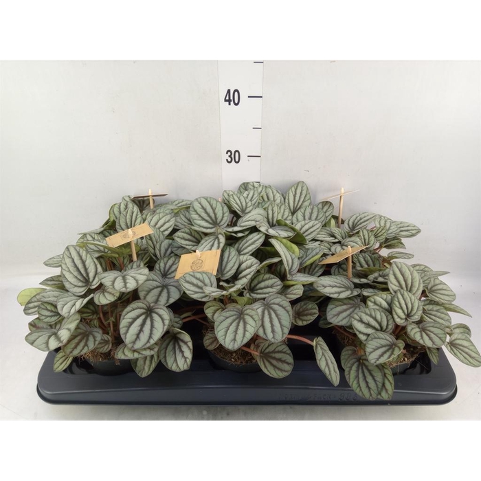 <h4>Peperomia</h4>