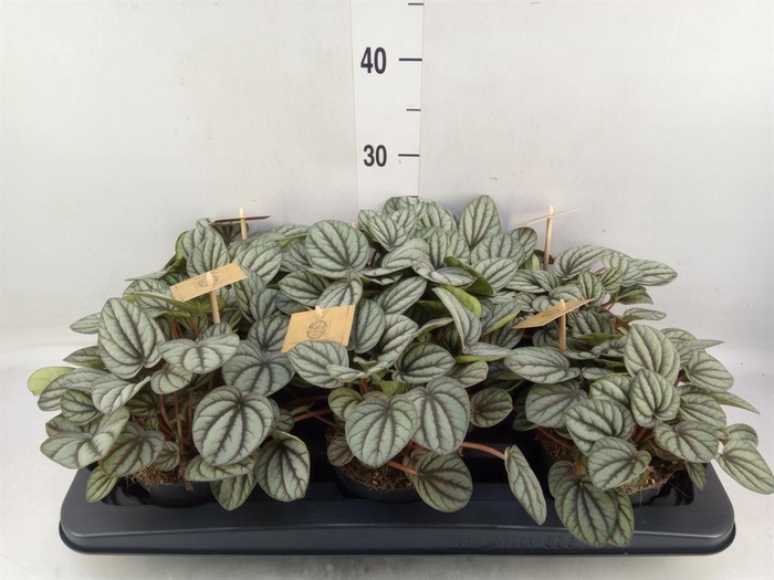 Peperomia