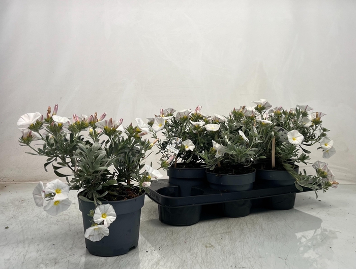 <h4>CONVO CNEORUM</h4>