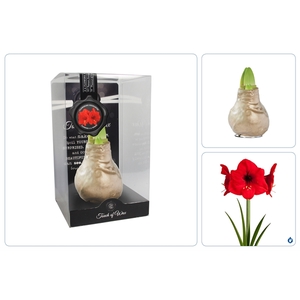 Amaryllis TOW Gloss Gold 6x1, rode bloem, kunstof