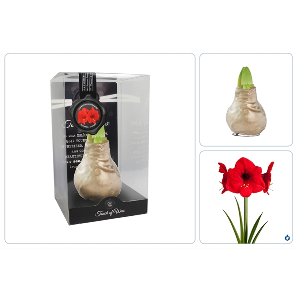 <h4>Amaryllis TOW Gloss Gold 6x1, rode bloem, kunstof</h4>