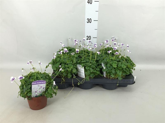 <h4>Viola   ...</h4>