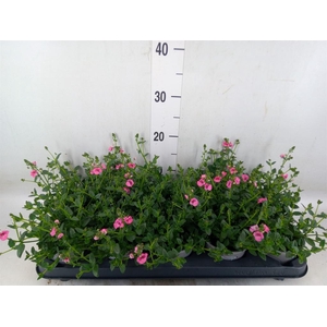 Diascia  'My Darling Berry'