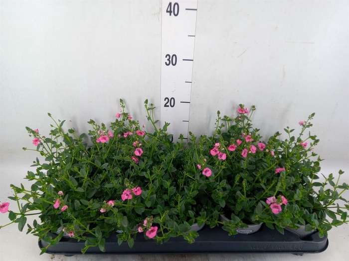 <h4>Diascia  'My Darling Berry'</h4>