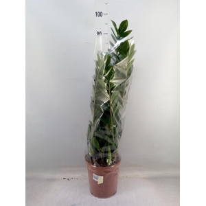 Zamioculcas zamiifolia