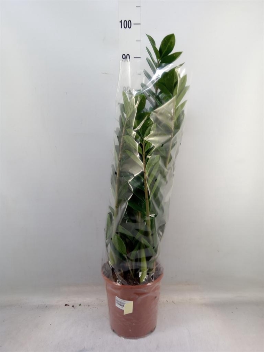 <h4>Zamioculcas zamiifolia</h4>