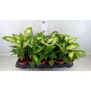 Dieffenbachia  'Compacta'