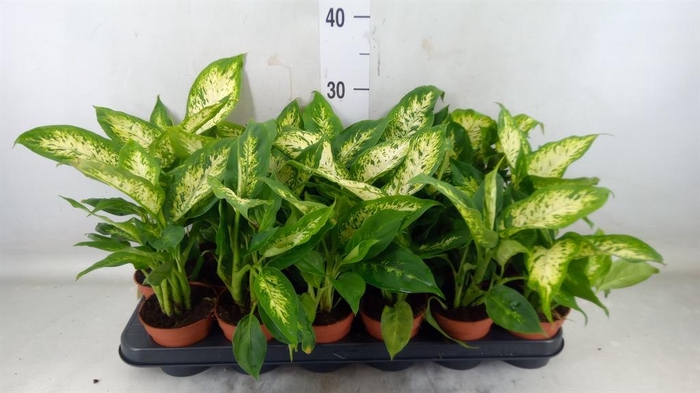 <h4>Dieffenbachia  'Compacta'</h4>
