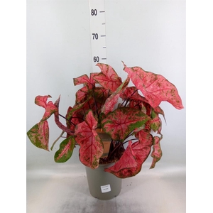Caladium   ...