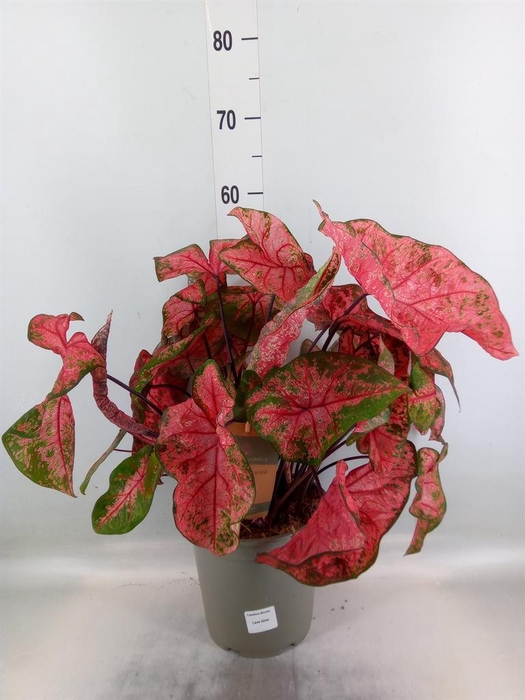 <h4>Caladium   ...</h4>