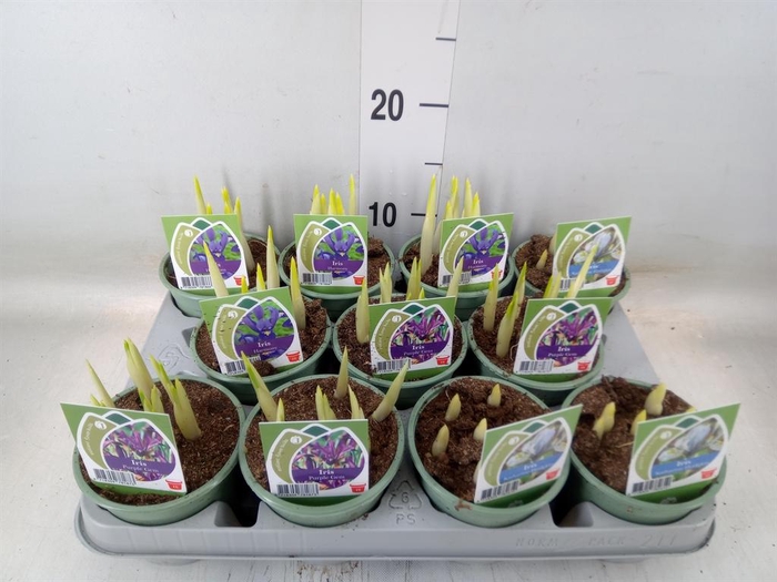 <h4>Iris   ...mix</h4>