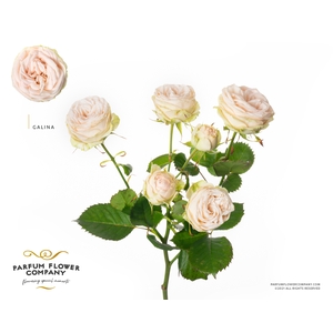 Rosa Spray Galina