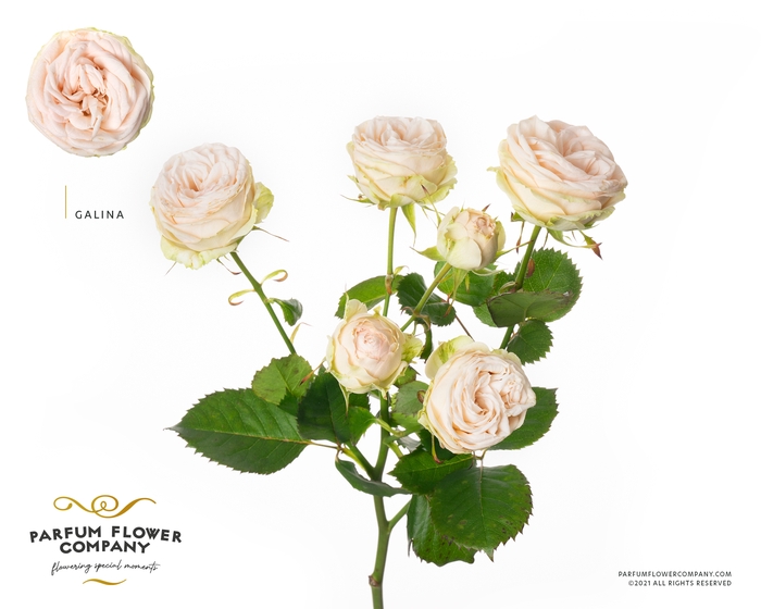 <h4>Rosa Spray Galina</h4>