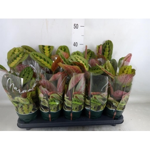 Maranta leuc. 'Fascinator'