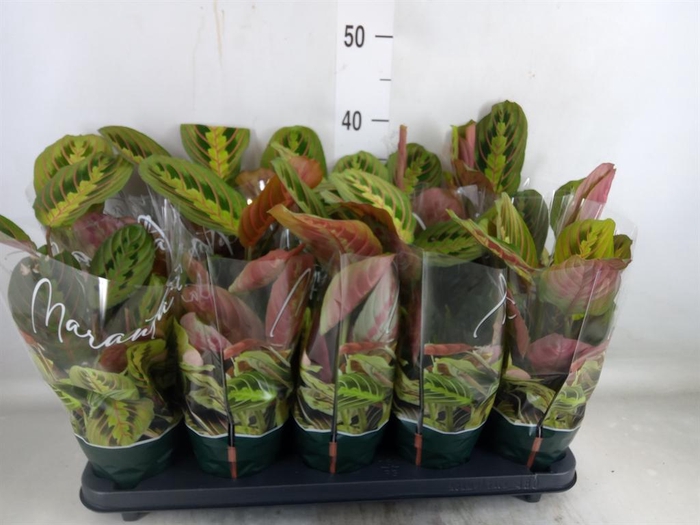 <h4>Maranta leuc. 'Fascinator'</h4>