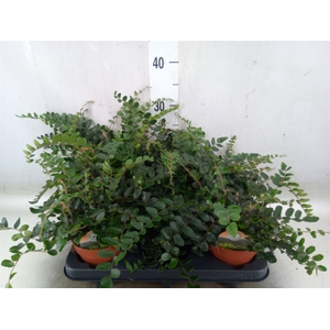Pellaea rotundifolia