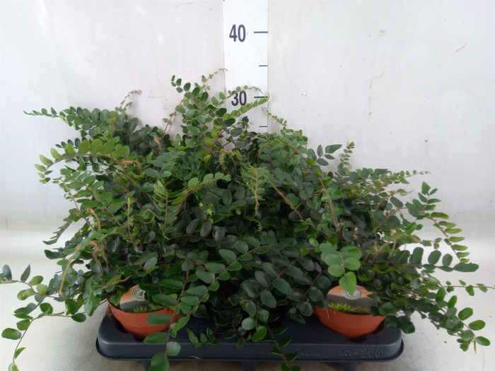 <h4>Pellaea rotundifolia</h4>