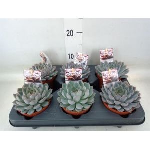 Echeveria   ...