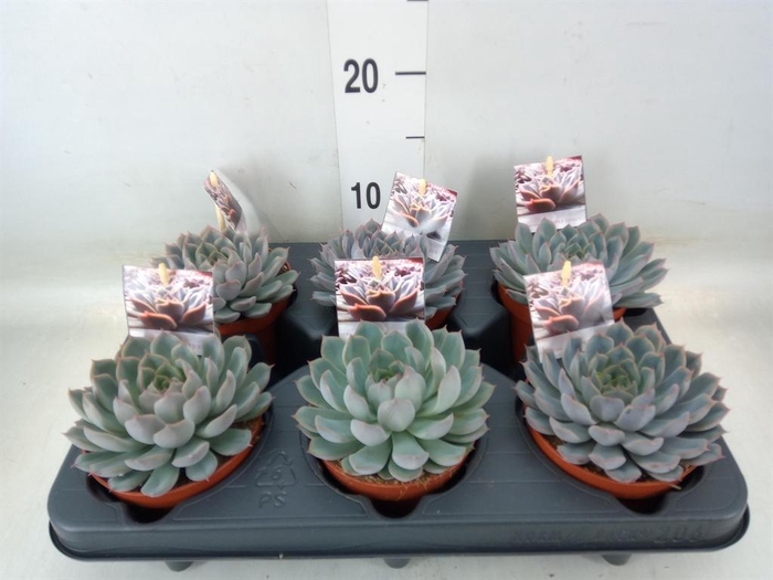 <h4>Echeveria   ...</h4>