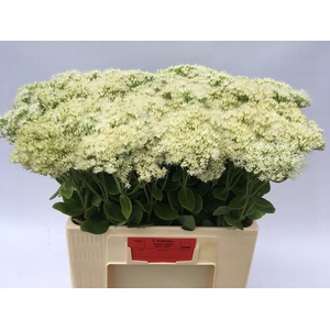 Sedum Iceberg Kralt