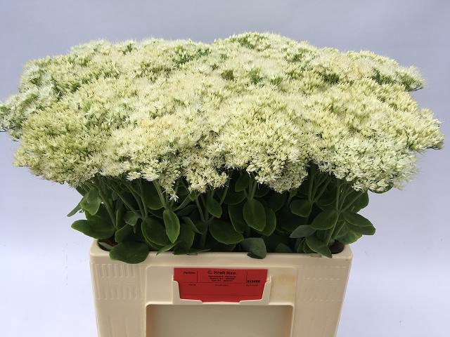 <h4>Sedum Iceberg Kralt</h4>
