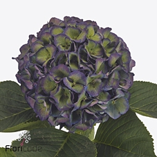 Hydrangea royal king classic