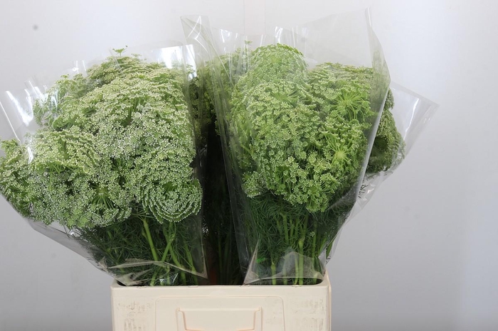 <h4>Ammi Visnaga</h4>