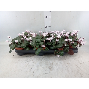 Cyclamen coum