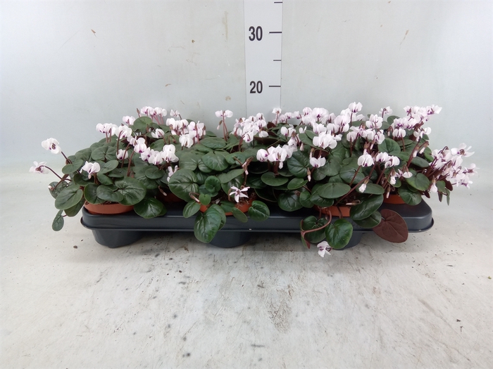 <h4>Cyclamen coum</h4>