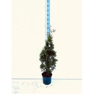 THUJA O PYRAMID COMP