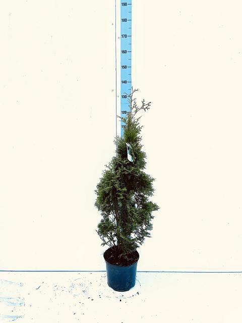 <h4>THUJA O PYRAMID COMP</h4>