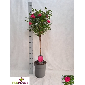 ROSA ST OV