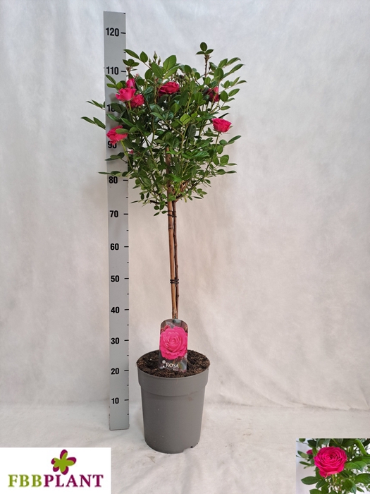 <h4>ROSA ST OV</h4>