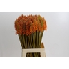 Kniphofia Eycone Orange