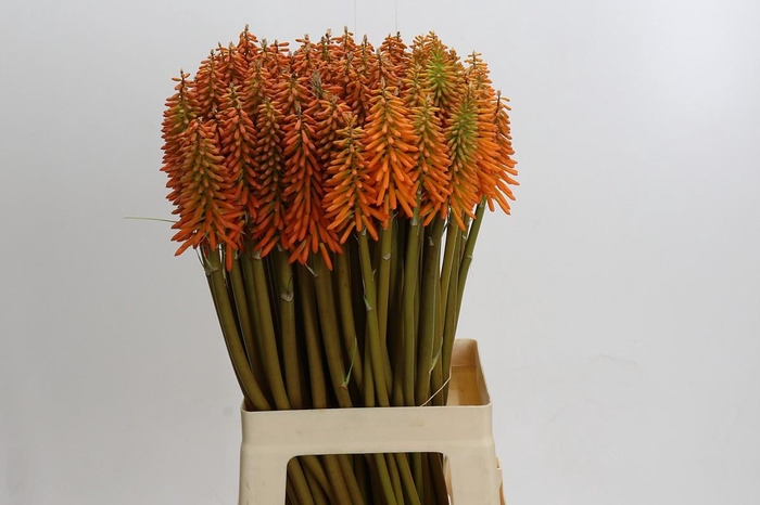 <h4>Kniphofia Eycone Orange</h4>