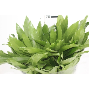 FOLHAGEM COCCULUS LAURIFOLIUS 050 CM