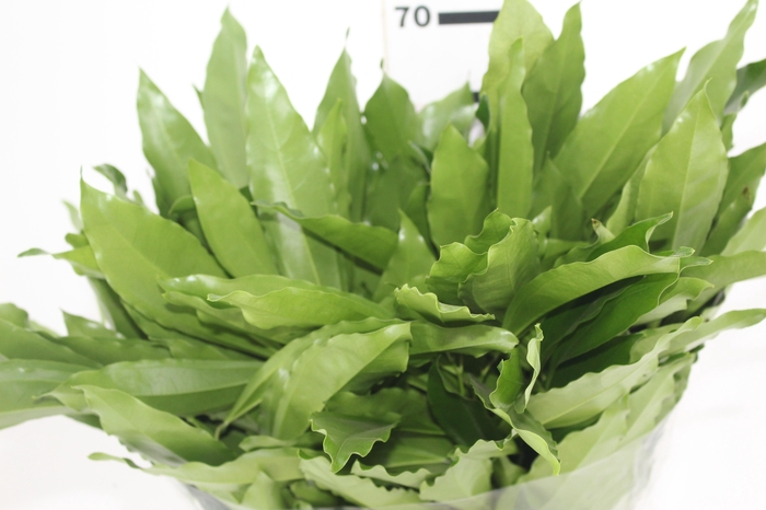 <h4>FOLHAGEM COCCULUS LAURIFOLIUS 050 CM</h4>