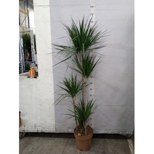 Dracaena marg.