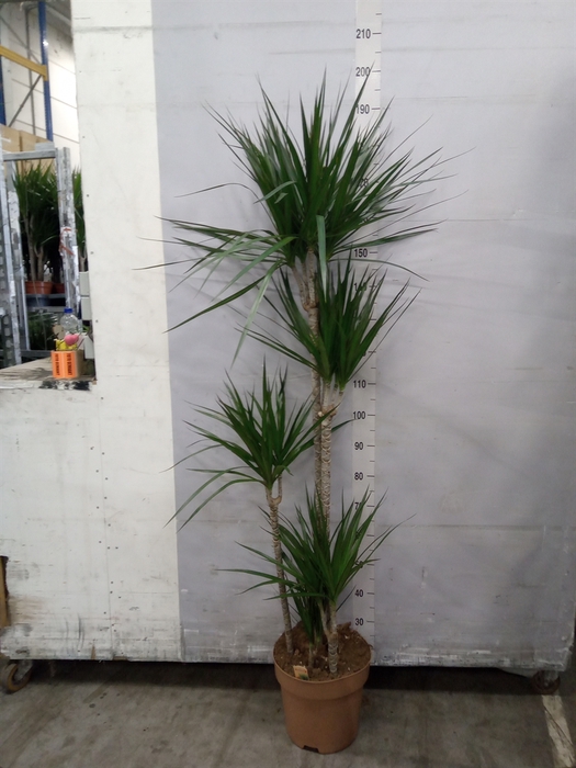 <h4>Dracaena marg.</h4>
